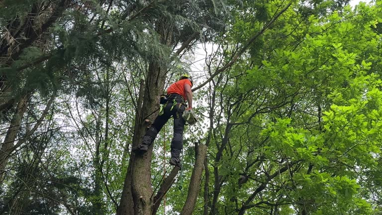 Why Choose Our Tree Removal Services in Brookside, DE?