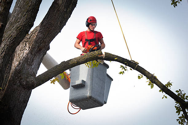 Best Emergency Tree Removal  in Brooksi, DE